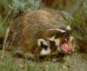 gallery_hissing_badger.jpg